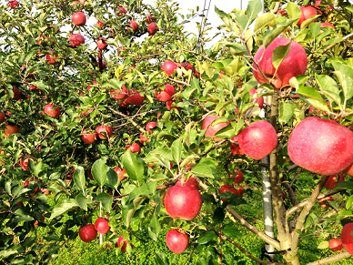 期間限定受付 菅野農園さん江刺りんごギフトのお知らせ 株式会社正和