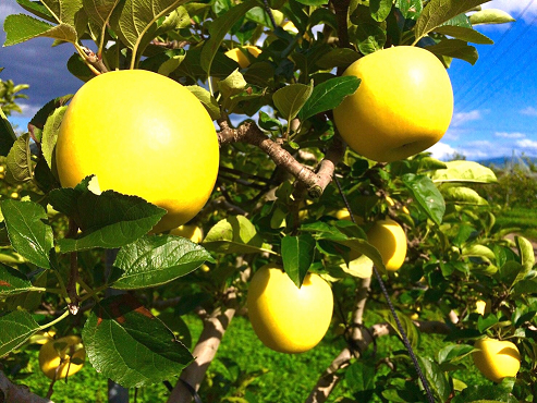 期間限定受付 菅野農園さん江刺りんごギフトのお知らせ 株式会社正和